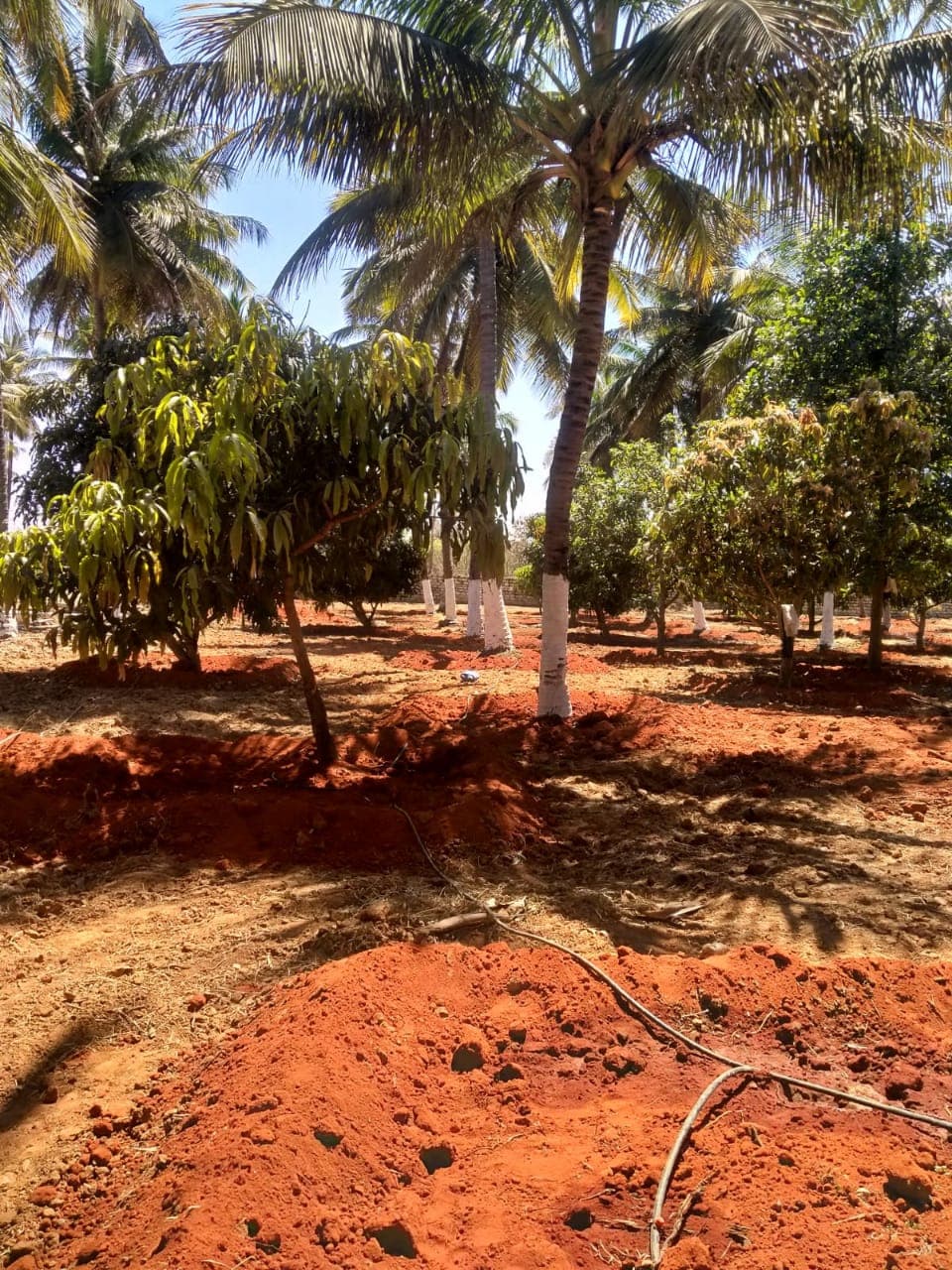 Farmland near Chikkaballapura